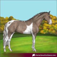 Horse Color:Silver Grullo Sabino Tobiano Rabicano 