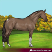 Horse Color:Liver Red Dun Tobiano Rabicano 