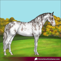 Horse Color:Liver Chestnut Sabino Appaloosa Rabicano 