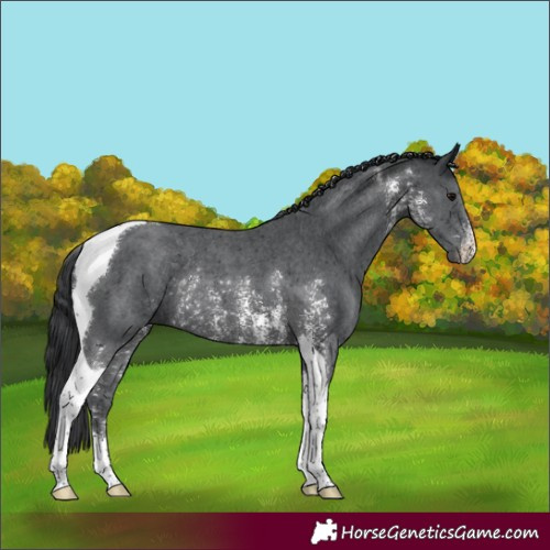 Horse Color:Black Sabino Tobiano Rabicano