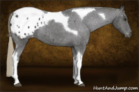 Horse Color:Liver Chestnut Tobiano Appaloosa