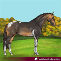 Horse Color:Buckskin Tobiano