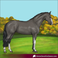 Horse Color:Grullo Sabino Tobiano Rabicano 