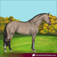 Horse Color:Bay Dun Tobiano
