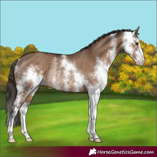 Horse Color:Liver Red Dun Sabino Rabicano 