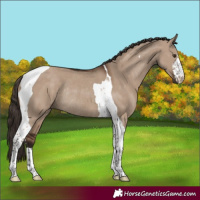 Horse Color:White Spotted Liver Red Dun Tobiano Rabicano