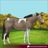 Horse Color:Gray Brown Dun Tobiano Rabicano
