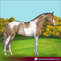 Horse Color:Chocolate Palomino Dun Tobiano Rabicano