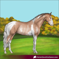 Horse Color:Silver Sable Champagne Sabino Tobiano Rabicano 