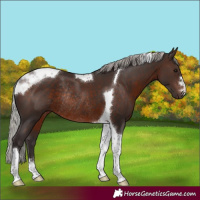 Horse Color:Silver Brown Tobiano Rabicano