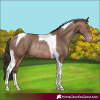 Horse Color:Sable Champagne Tobiano Rabicano