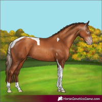Horse Color:Gray Gold Champagne Tobiano Rabicano