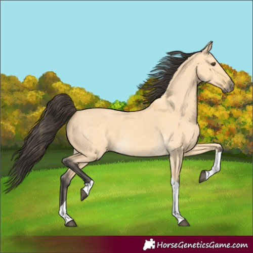 Horse Color:Buckskin Dun Tobiano 