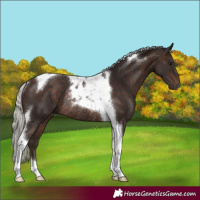 Horse Color:Silver Brown Tobiano Rabicano 