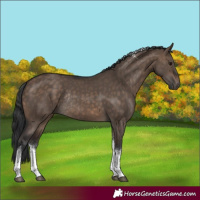 Horse Color:White Spotted Brown Dun Tobiano Rabicano