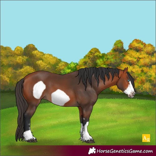 Horse Color:Unknown 