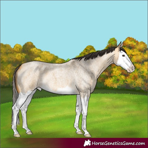 Horse Color:Buckskin Roan Dun Splash 