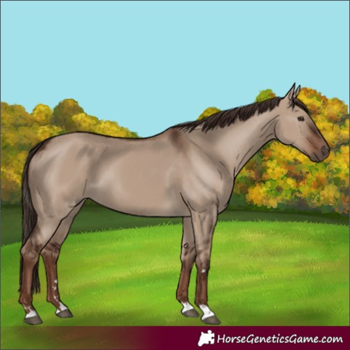 Horse Color:Liver Red Dun 