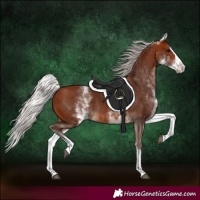Horse Color:White Spotted Silver Bay Splash 