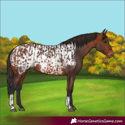 Horse Color:Unknown 