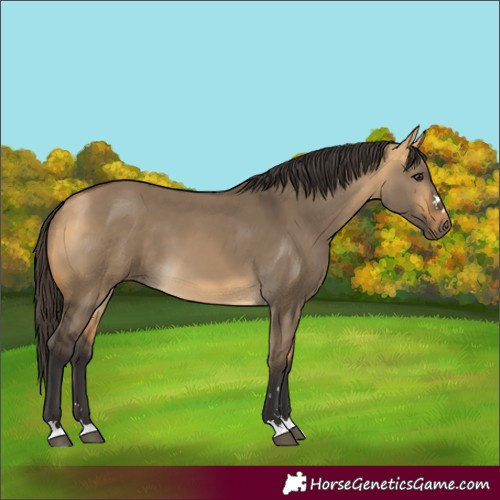 Horse Color:Unknown 