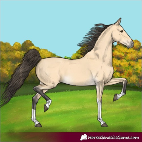 Horse Color:Buckskin Dun Tobiano 