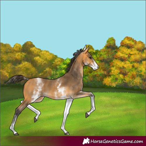 Horse Color:White Spotted Buckskin 