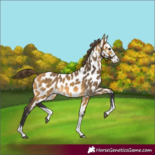 Horse Color:Buckskin Splash Near Leopard 