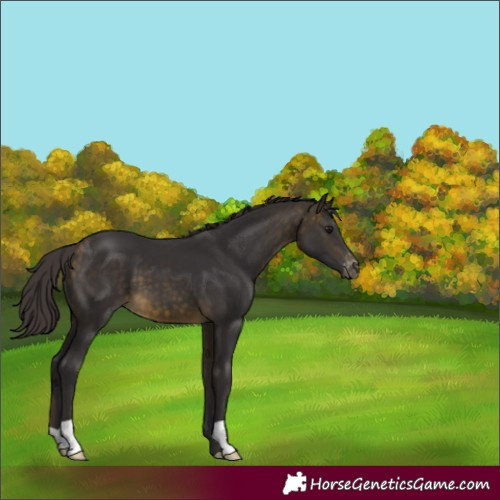 Horse Color:Buckskin Appaloosa