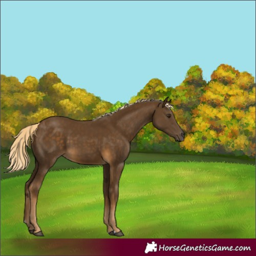 Horse Color:Chocolate Palomino 