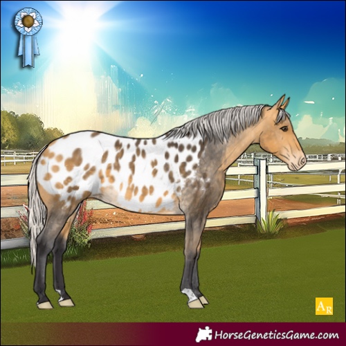Horse Color:Silver Buckskin Appaloosa 