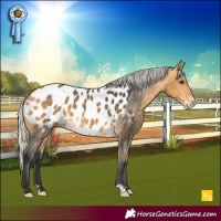 Horse Color:Silver Buckskin Appaloosa 