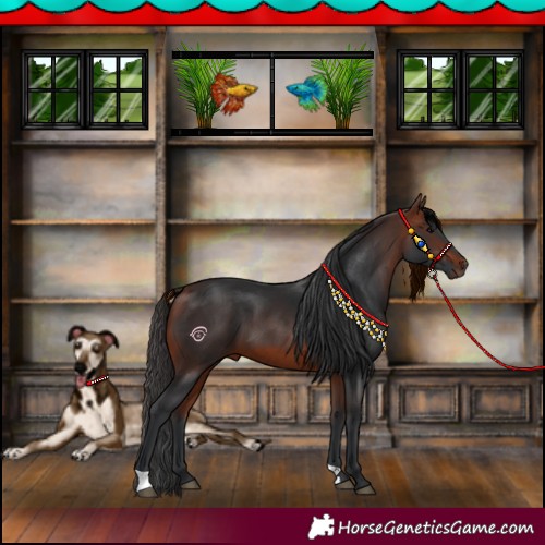 Horse Color:Bay 
