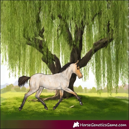 Horse Color:Buckskin Roan