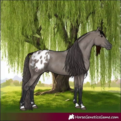 Horse Color:Grullo Appaloosa