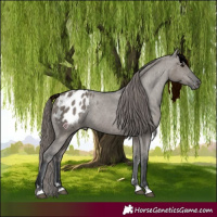 Horse Color:Grullo Appaloosa 