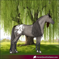 Horse Color:Grullo Appaloosa 