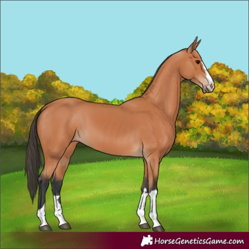 Horse Color:Bay 