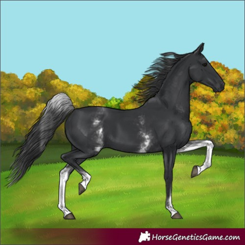 Horse Color:White Spotted Black