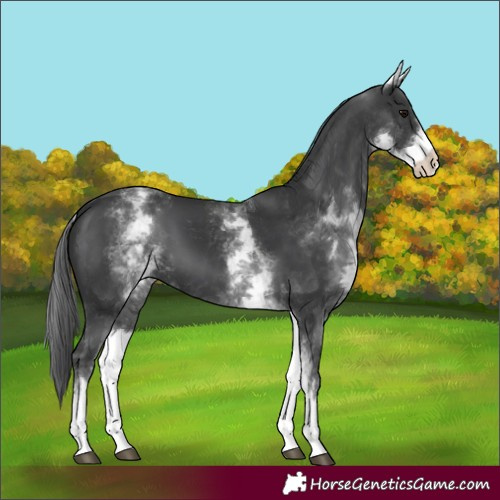Horse Color:White Spotted Black 