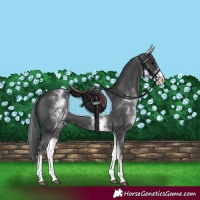 Horse Color:White Spotted Black 