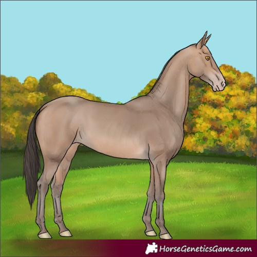 Horse Color:Amber Champagne