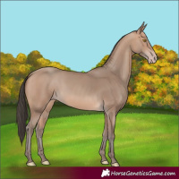 Horse Color:Amber Champagne 