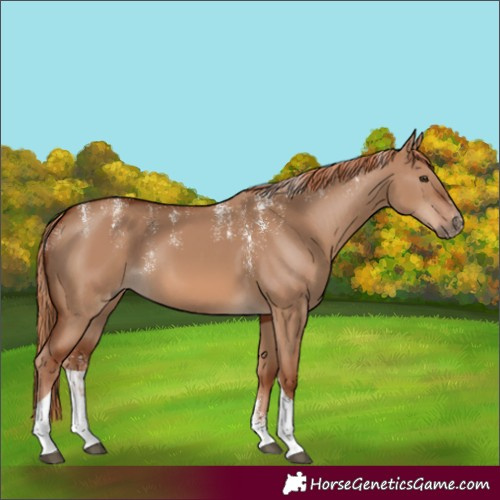 Horse Color:Powder White Red Dun Tobiano 