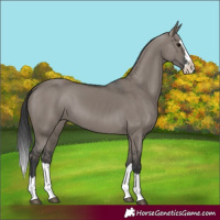 Horse Color:Grullo Splash 