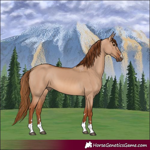 Horse Color:Red Dun 