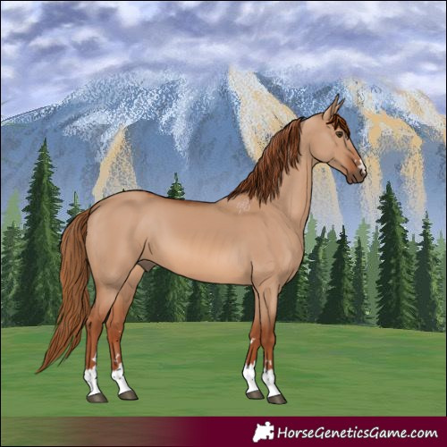 Horse Color:Red Dun 