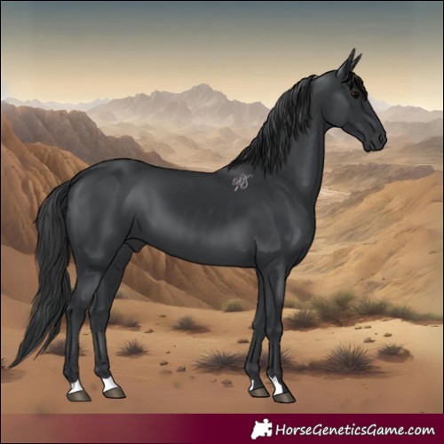 Horse Color:Black 
