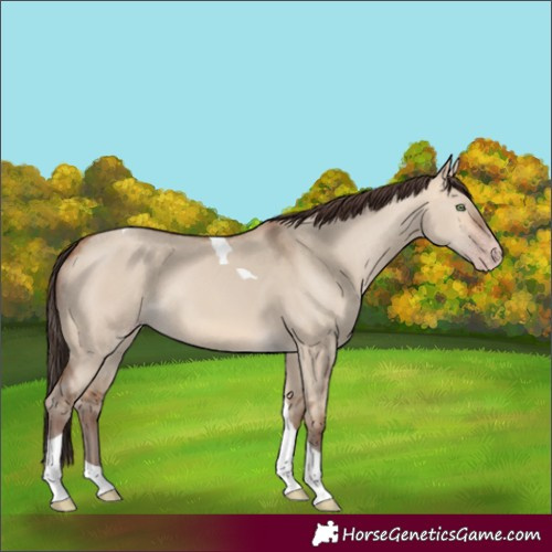 Horse Color:Amber Champagne Dun Tobiano Rabicano