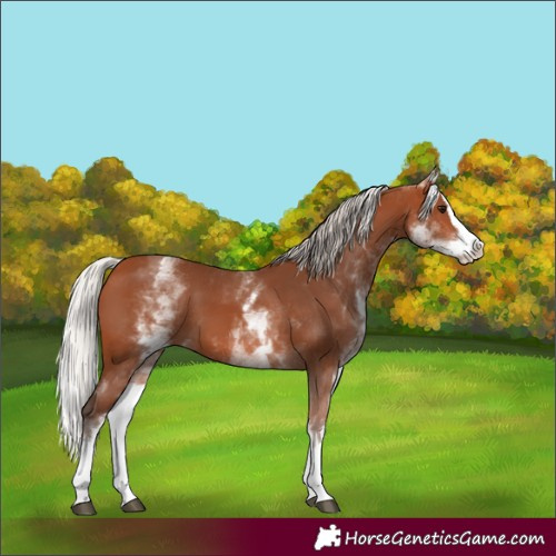 Horse Color:White Spotted Silver Bay Splash